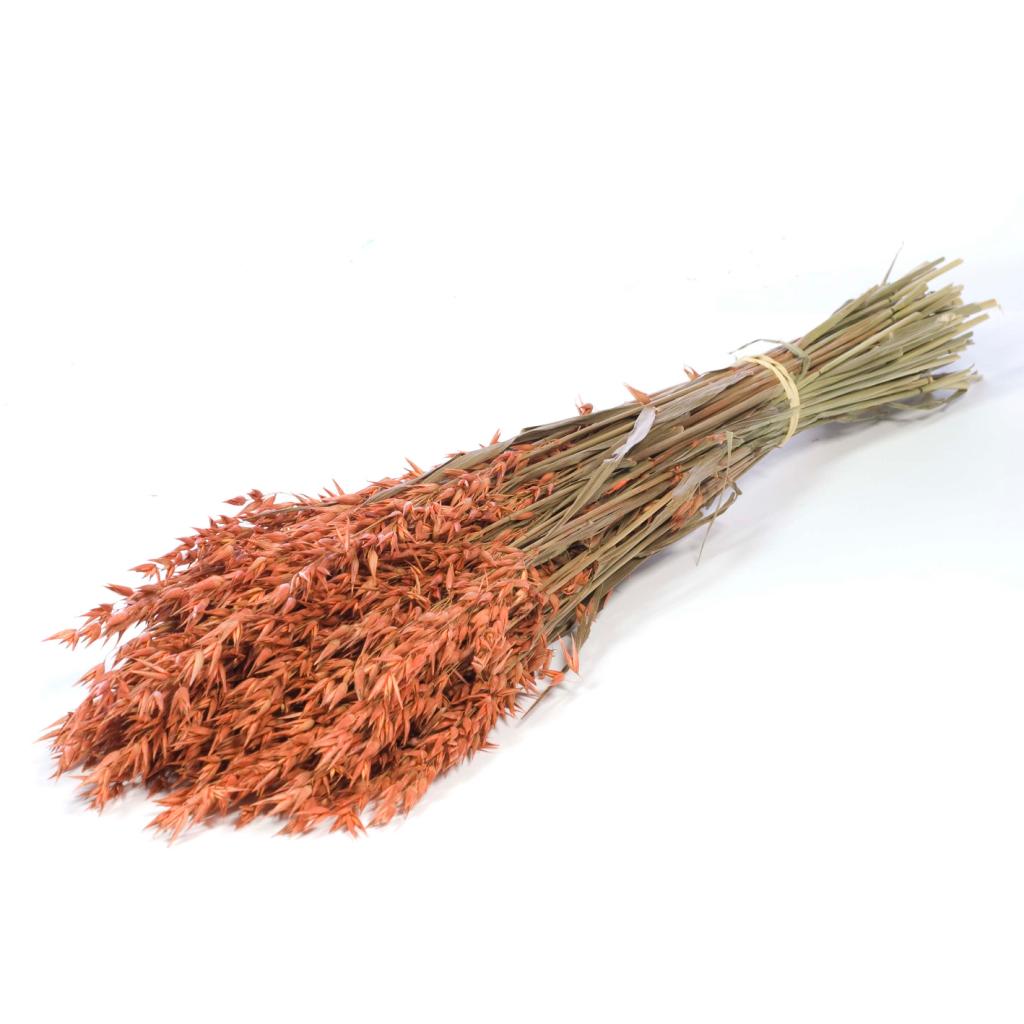 Bund Hafer getrocknet - Avena orange gefärbt - Länge ca. 60 cm - ca. 190 g