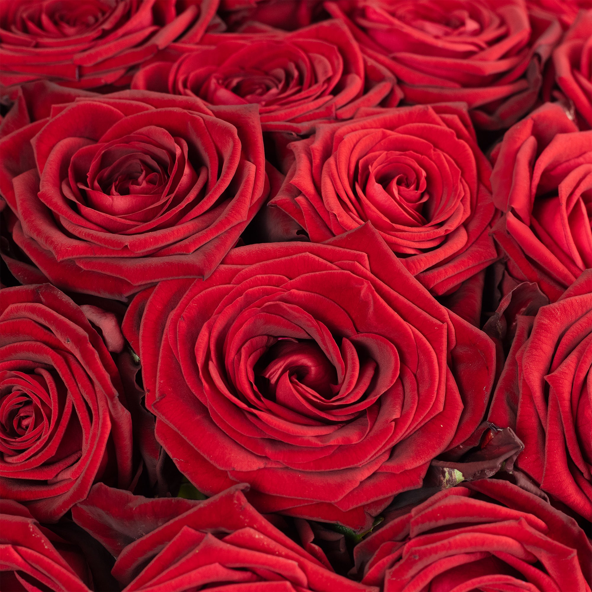 Blumenstrauß  'Red Passion'  - Länge ca. 50 cm - Strauß frischer roter Rosen