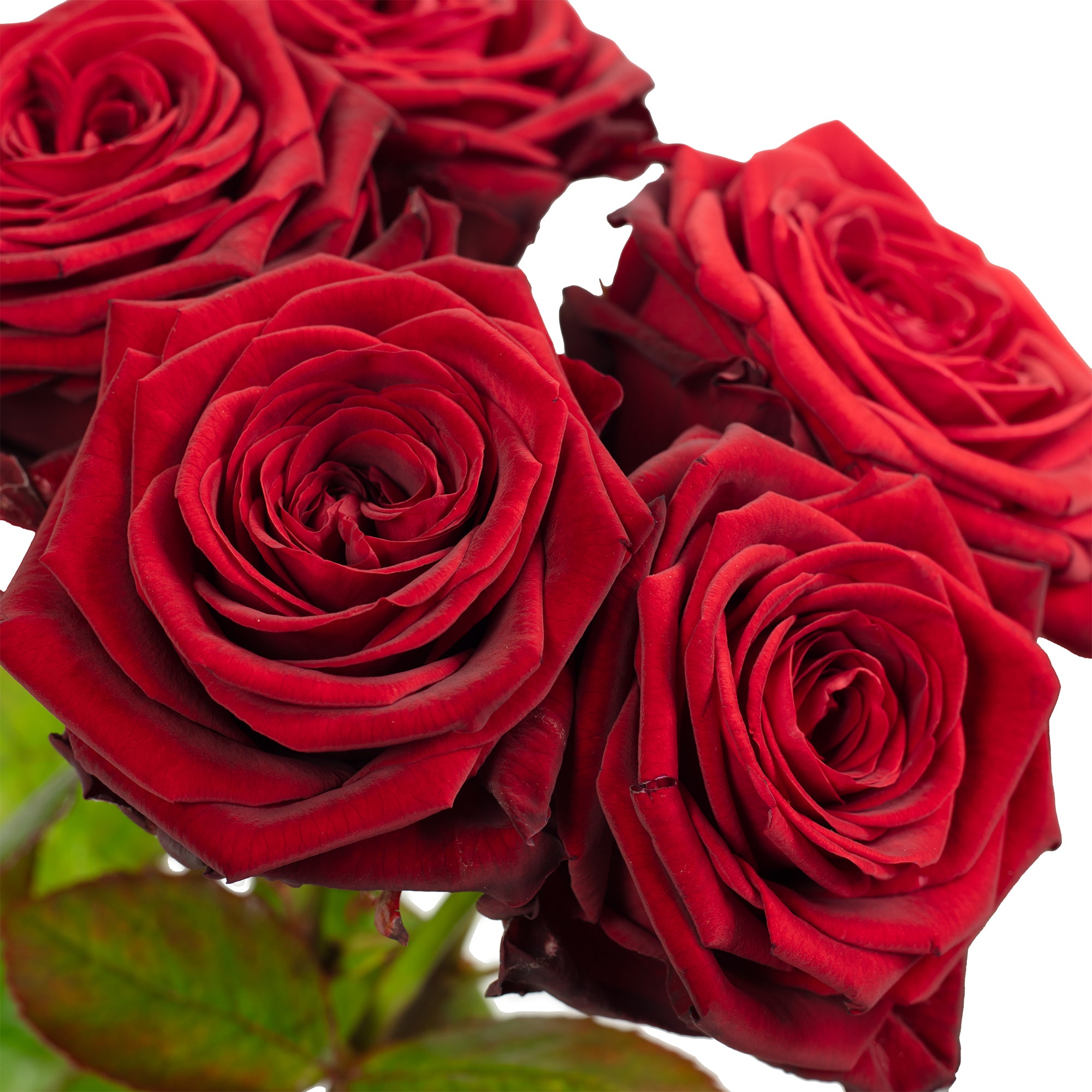 Blumenstrauß  'Red Passion'  - Länge ca. 50 cm - Strauß frischer roter Rosen