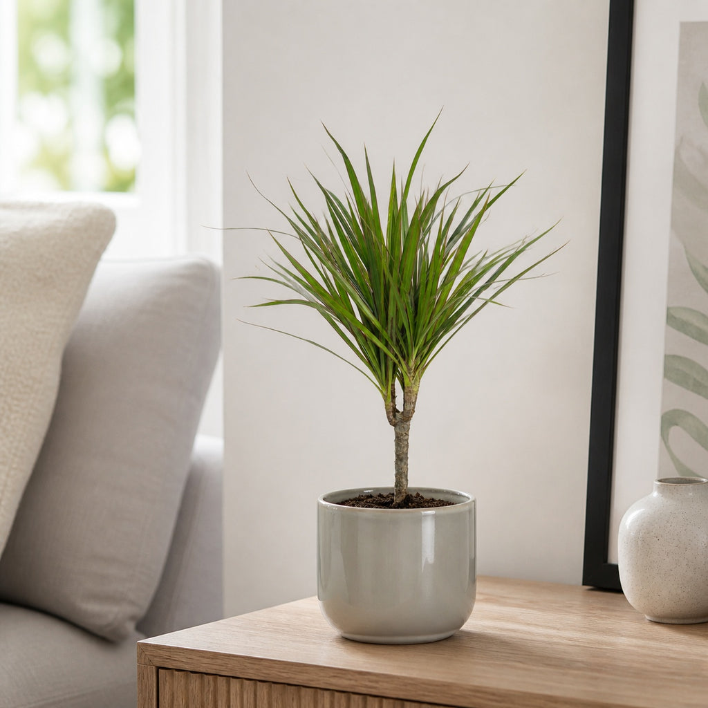 Drachenbaum - Dracaena Marginata - Höhe ca. 35 cm, Topf-Ø 12 cm