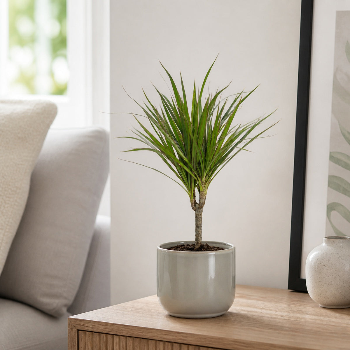 Drachenbaum - Dracaena Marginata - Höhe ca. 35 cm, Topf-Ø 12 cm