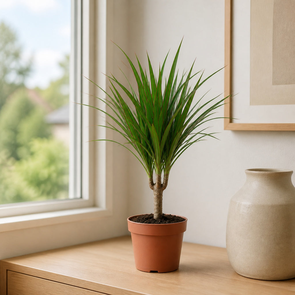 Drachenbaum - Dracaena Marginata - Höhe ca. 35 cm, Topf-Ø 12 cm