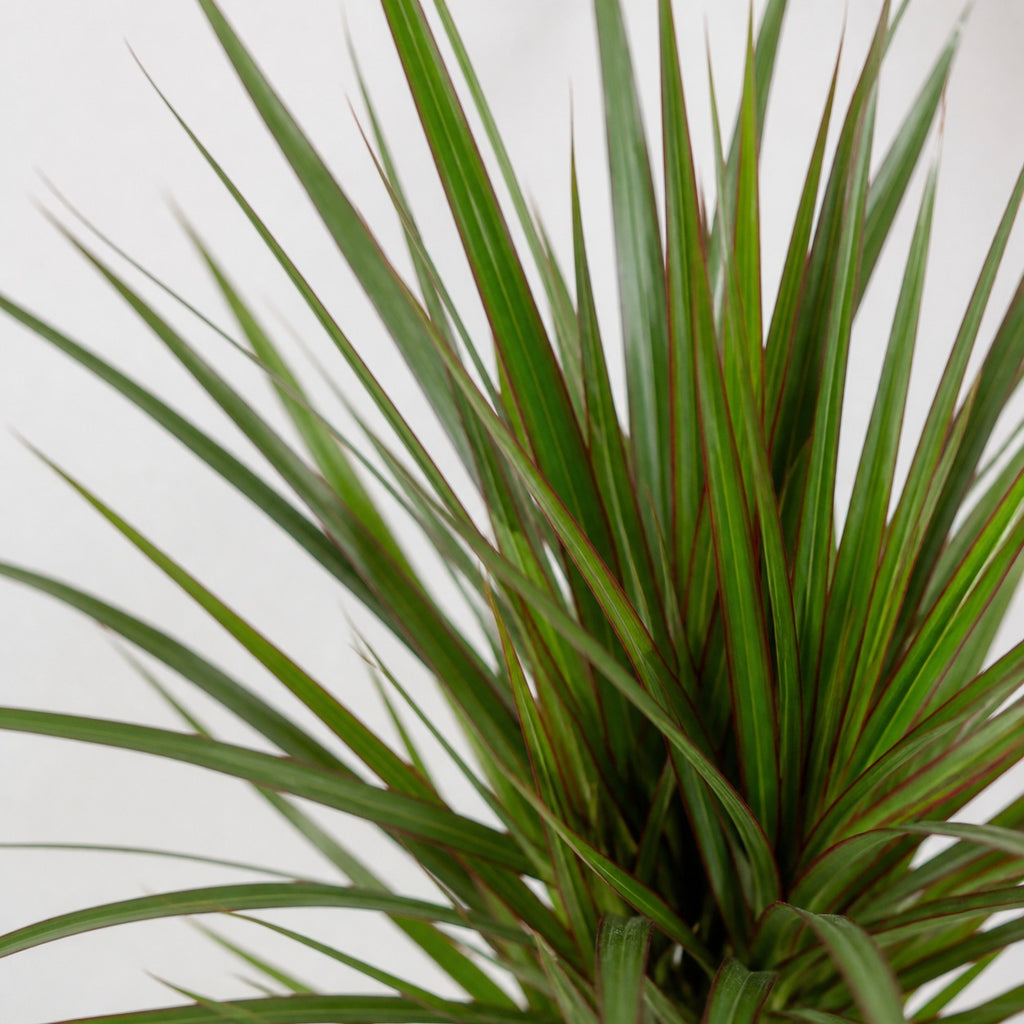 Drachenbaum - Dracaena Marginata - Höhe ca. 35 cm, Topf-Ø 12 cm