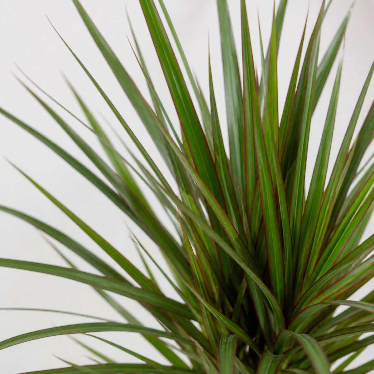 Drachenbaum - Dracaena Marginata - Höhe ca. 35 cm, Topf-Ø 12 cm