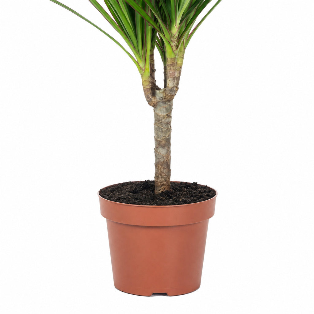 Drachenbaum - Dracaena Marginata - Höhe ca. 35 cm, Topf-Ø 12 cm