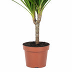 Drachenbaum - Dracaena Marginata - Höhe ca. 35 cm, Topf-Ø 12 cm