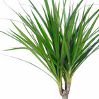Drachenbaum - Dracaena Marginata - Höhe ca. 35 cm, Topf-Ø 12 cm