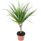 Drachenbaum - Dracaena Marginata - Höhe ca. 35 cm, Topf-Ø 12 cm
