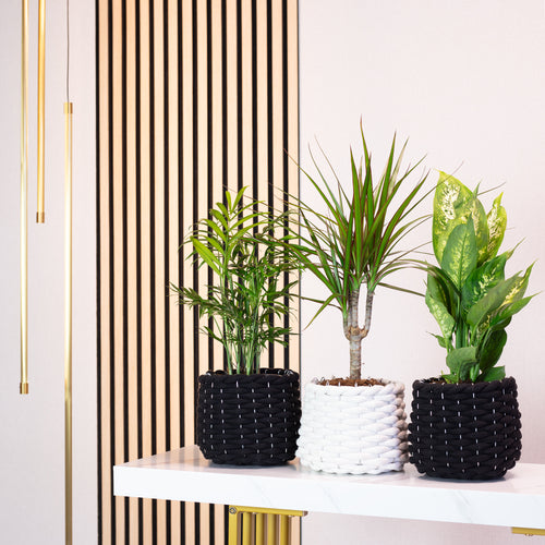 Ensemble de 3 plantes d'intérieur : Chamaedorea, Dieffenbachia, Dracaena - diamètre du pot 12 cm