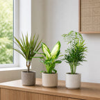 3er-Set Zimmerpflanzen Chamaedorea, Dieffenbachie, Dracaena - Topf-Ø 12 cm
