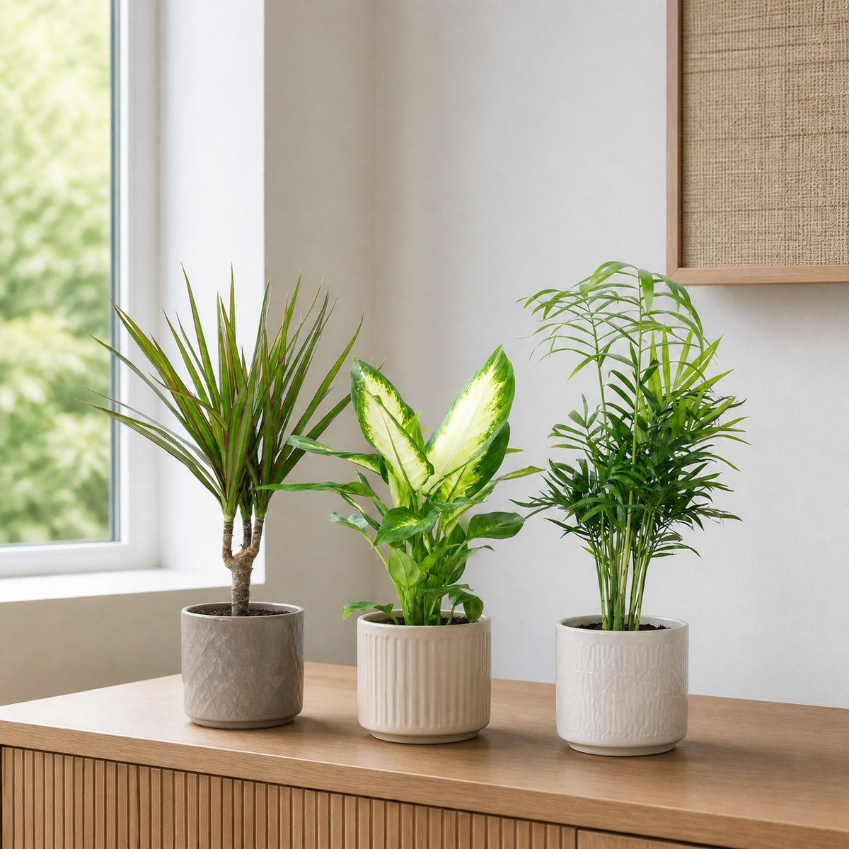 3er-Set Zimmerpflanzen Chamaedorea, Dieffenbachie, Dracaena - Topf-Ø 12 cm