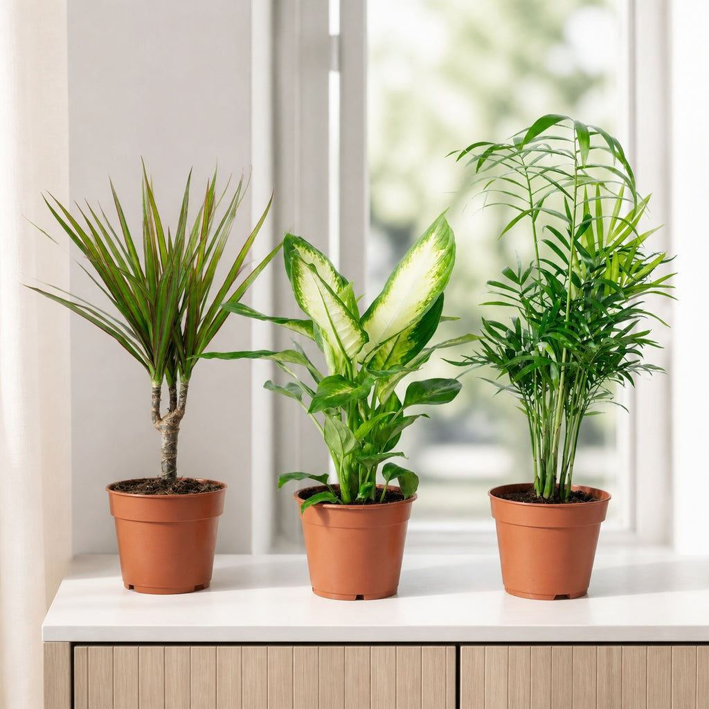 3er-Set Zimmerpflanzen Chamaedorea, Dieffenbachie, Dracaena - Topf-Ø 12 cm