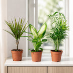 3er-Set Zimmerpflanzen Chamaedorea, Dieffenbachie, Dracaena - Topf-Ø 12 cm