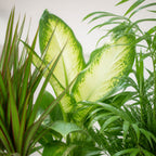 3er-Set Zimmerpflanzen Chamaedorea, Dieffenbachie, Dracaena - Topf-Ø 12 cm