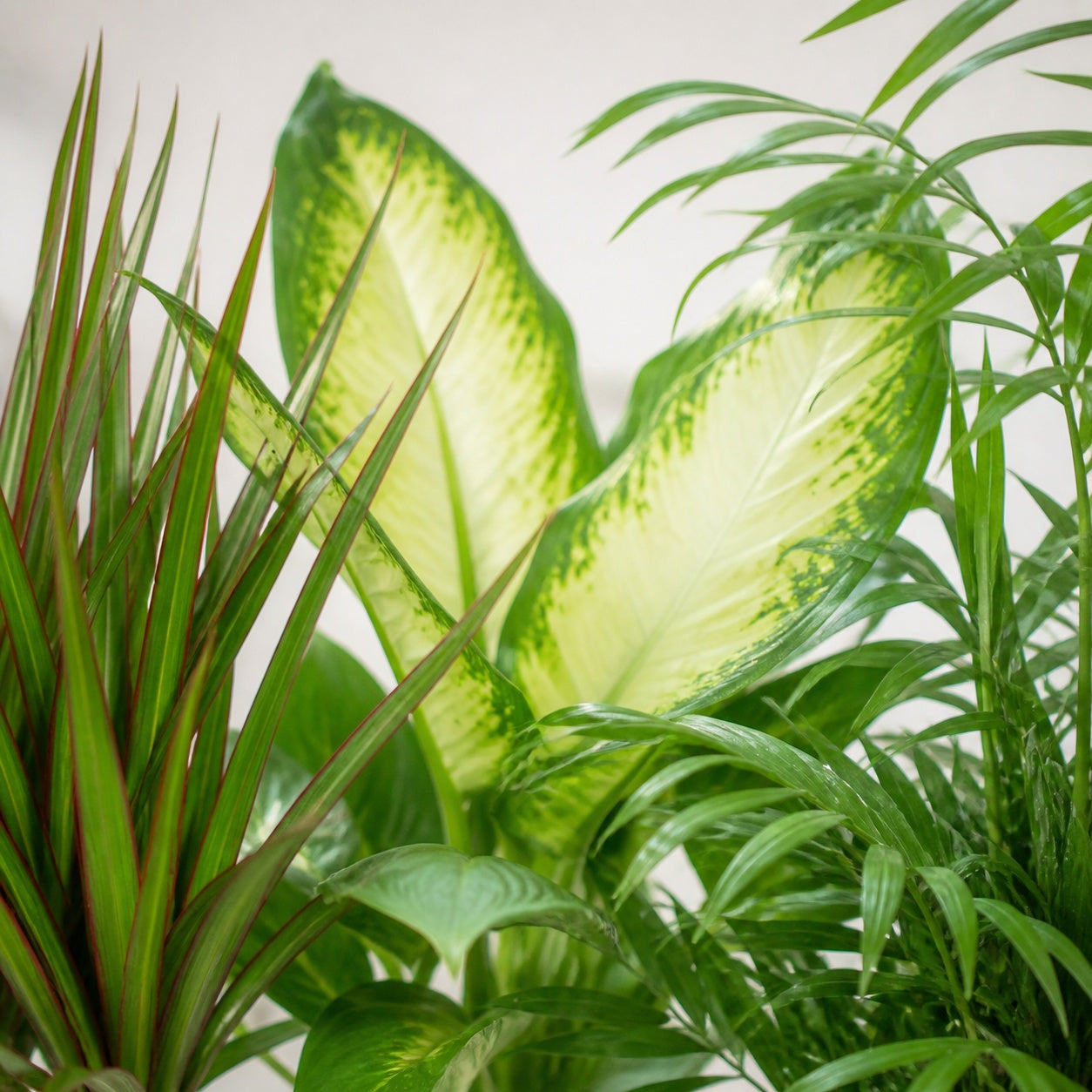 3er-Set Zimmerpflanzen Chamaedorea, Dieffenbachie, Dracaena - Topf-Ø 12 cm