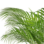 Goldfruchtpalme - Areca Dypsis Lutescens - Höhe ca. 120 cm, Topf-Ø 24 cm
