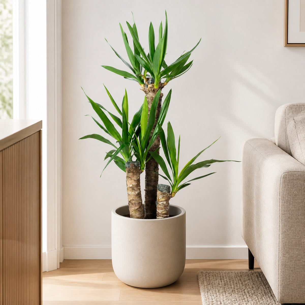Palmlilie 3-stämmig - Yucca Elephantipes Palme 60/30/20 - Höhe ca. 95 cm, Topf-Ø 21 cm