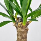 Palmlilie 3-stämmig - Yucca Elephantipes Palme 60/30/20 - Höhe ca. 95 cm, Topf-Ø 21 cm