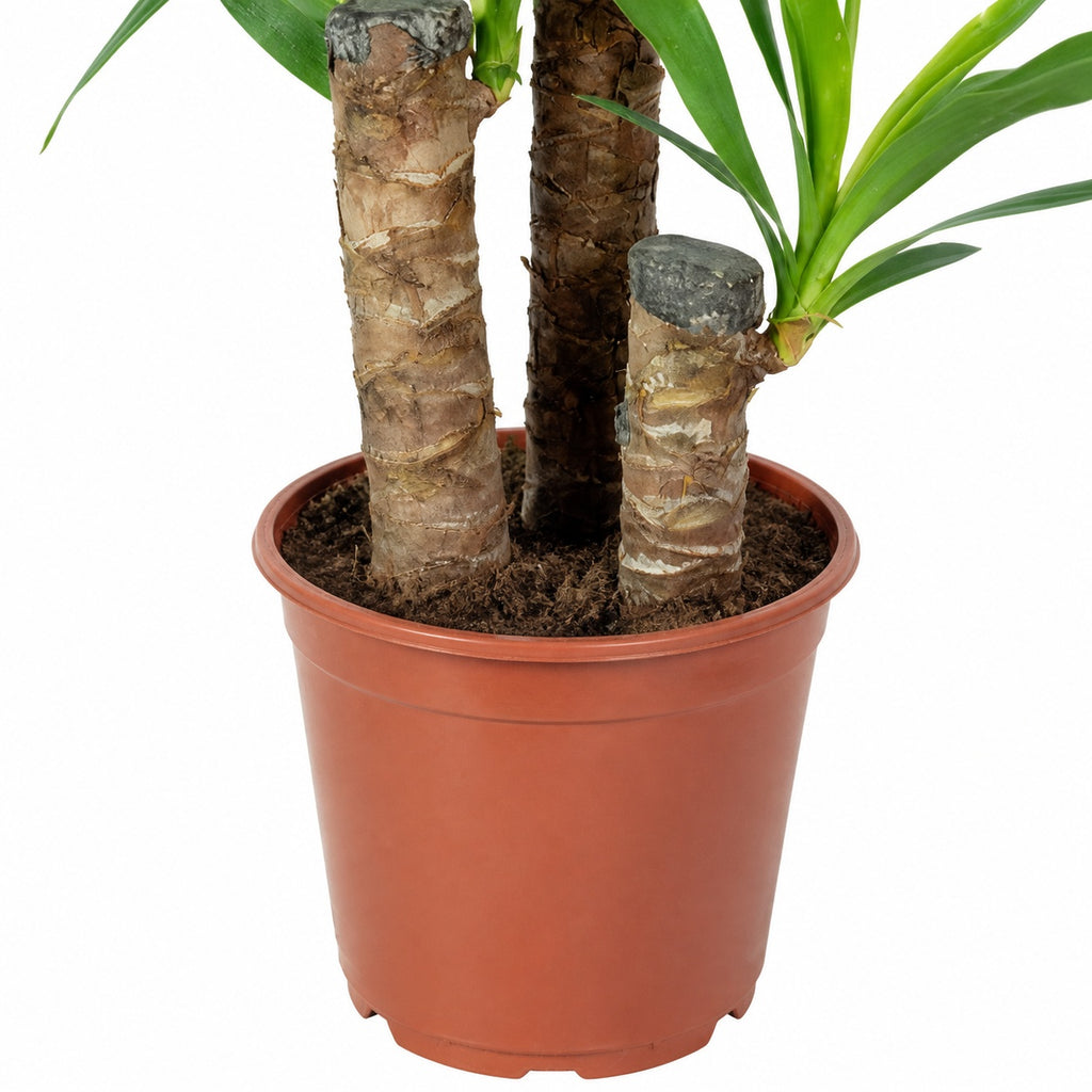 Palmlilie 3-stämmig - Yucca Elephantipes Palme 60/30/20 - Höhe ca. 95 cm, Topf-Ø 21 cm