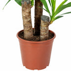 Palmlilie 3-stämmig - Yucca Elephantipes Palme 60/30/20 - Höhe ca. 95 cm, Topf-Ø 21 cm