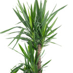 Palmlilie 3-stämmig - Yucca Elephantipes Palme 90/45/20 - Höhe ca. 135 cm, Topf-Ø 24 cm