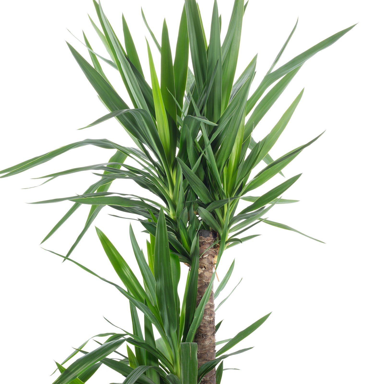 Palmlilie 3-stämmig - Yucca Elephantipes Palme 90/45/20 - Höhe ca. 135 cm, Topf-Ø 24 cm