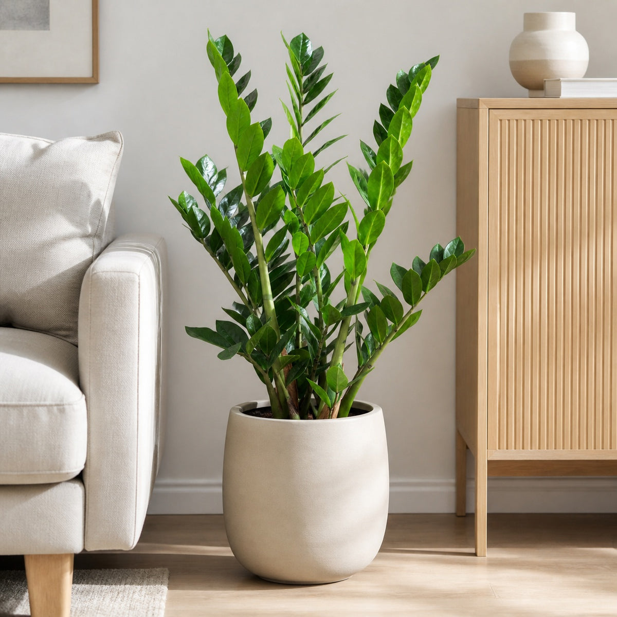 Glücksfeder - Zamioculcas zamiifolia 9+ - Höhe 90 cm, Topf-Ø 21 cm