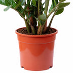 Glücksfeder - Zamioculcas zamiifolia 9+ - Höhe 90 cm, Topf-Ø 21 cm