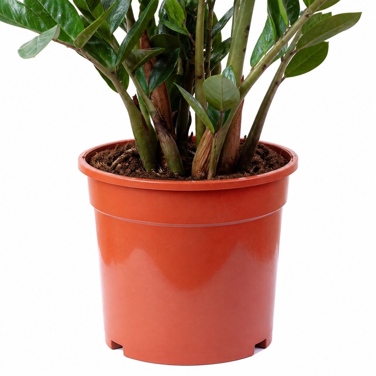 Glücksfeder - Zamioculcas zamiifolia 9+ - Höhe 90 cm, Topf-Ø 21 cm