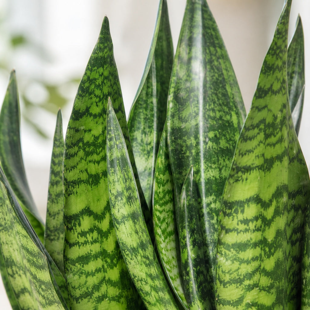 Bogenhanf - Sansevieria zeylanica - Höhe ca. 65 cm, Topf-Ø 17 cm