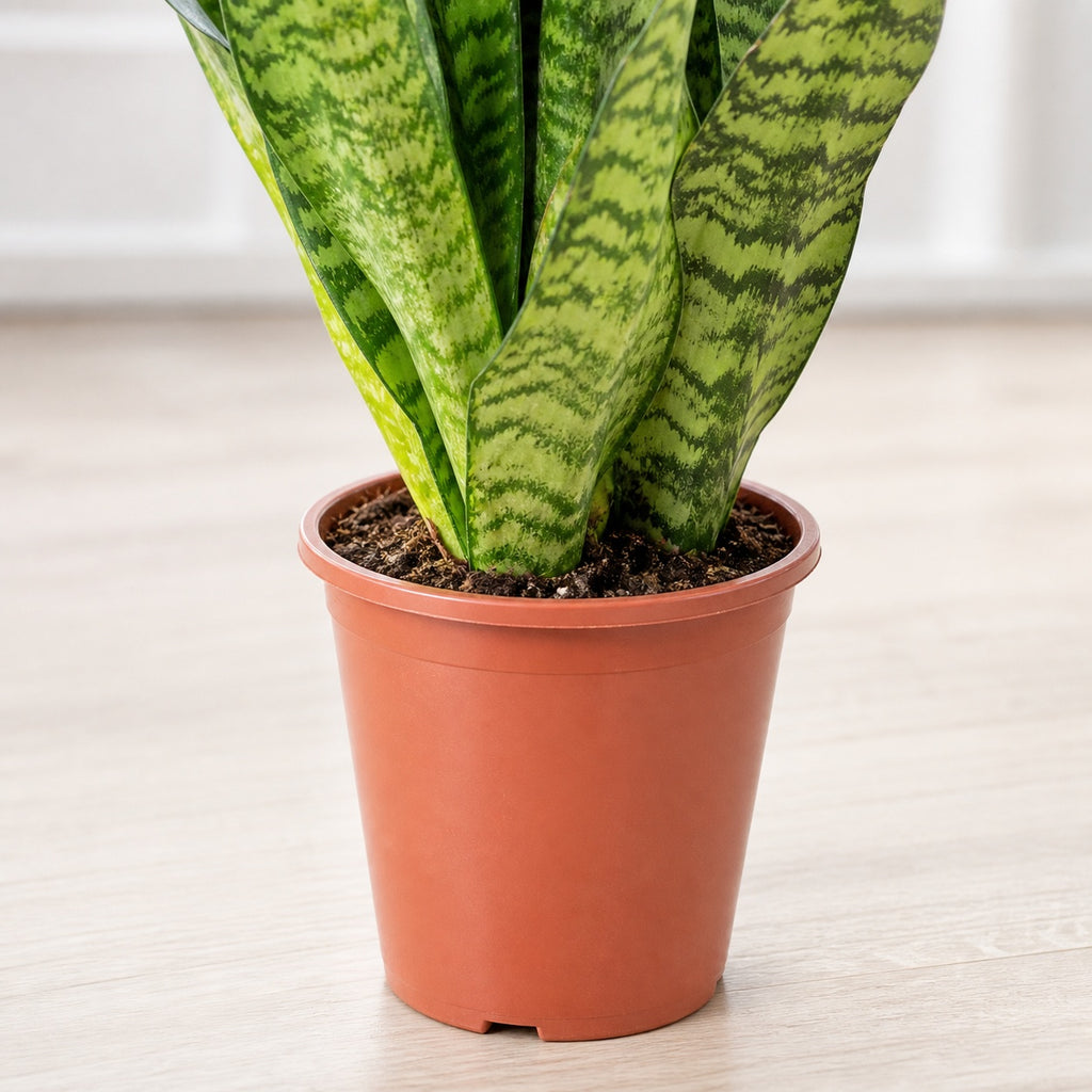 Bogenhanf - Sansevieria zeylanica - Höhe ca. 65 cm, Topf-Ø 17 cm