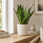Bogenhanf - Sansevieria zeylanica - Höhe ca. 65 cm, Topf-Ø 17 cm