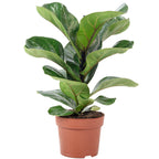Geigenfeige - Ficus Lyrata Bambino - Höhe ca. 35 cm, Topf-Ø 12 cm