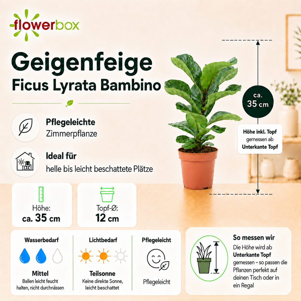 Geigenfeige - Ficus Lyrata Bambino - Höhe ca. 35 cm, Topf-Ø 12 cm