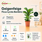 Geigenfeige - Ficus Lyrata Bambino - Höhe ca. 35 cm, Topf-Ø 12 cm
