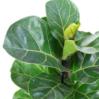 Geigenfeige - Ficus Lyrata Bambino - Höhe ca. 35 cm, Topf-Ø 12 cm