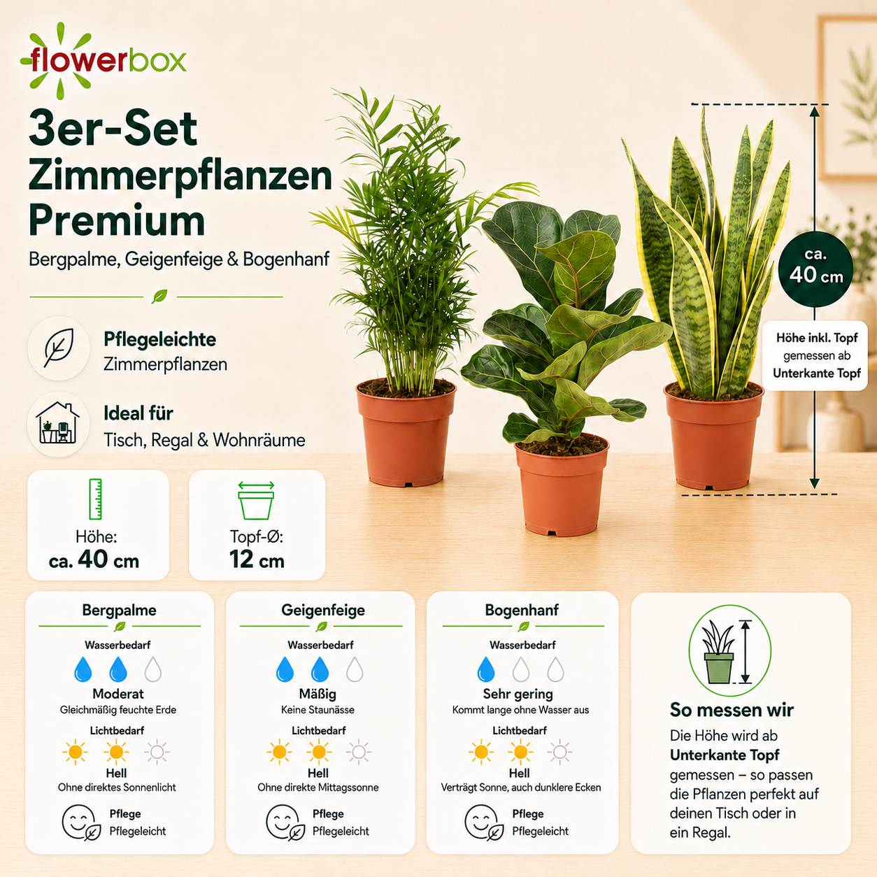 3er-Set Zimmerpflanzen Premium - Bergpalme, Geigenfeige, Bogenhanf - Höhe ca. 40 cm, Topf-Ø 12 cm