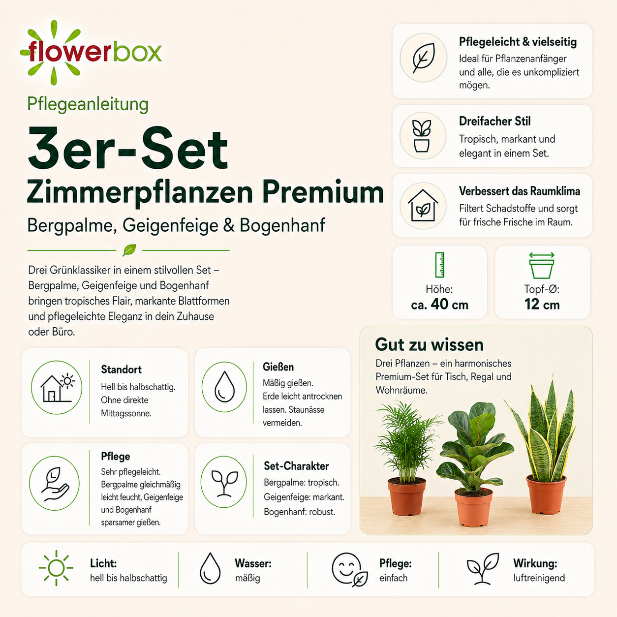 3er-Set Zimmerpflanzen Premium - Bergpalme, Geigenfeige, Bogenhanf - Höhe ca. 40 cm, Topf-Ø 12 cm