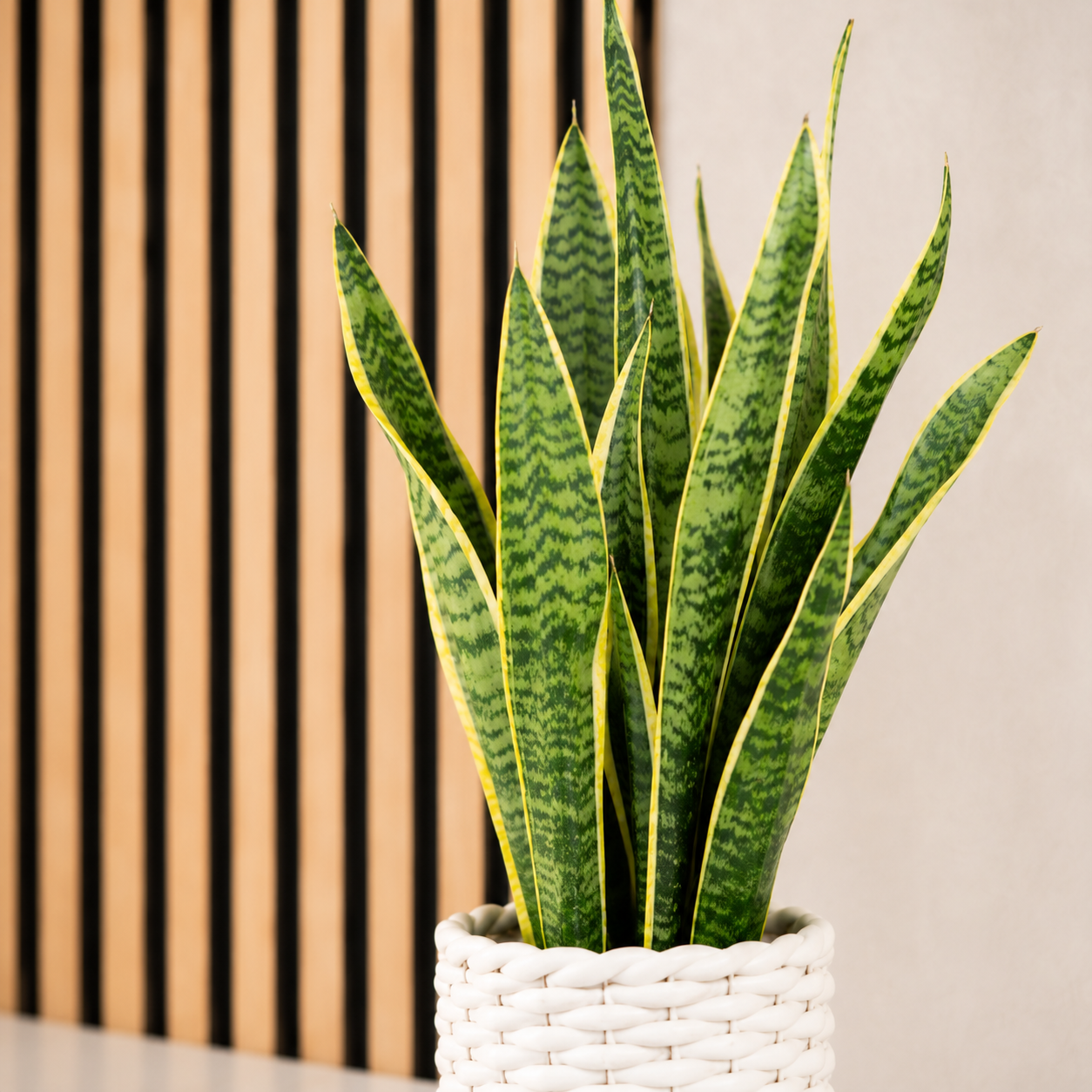 3er-Set Zimmerpflanzen Premium - Bergpalme, Geigenfeige, Bogenhanf - Höhe ca. 40 cm, Topf-Ø 12 cm