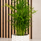 3er-Set Zimmerpflanzen Premium - Bergpalme, Geigenfeige, Bogenhanf - Höhe ca. 40 cm, Topf-Ø 12 cm