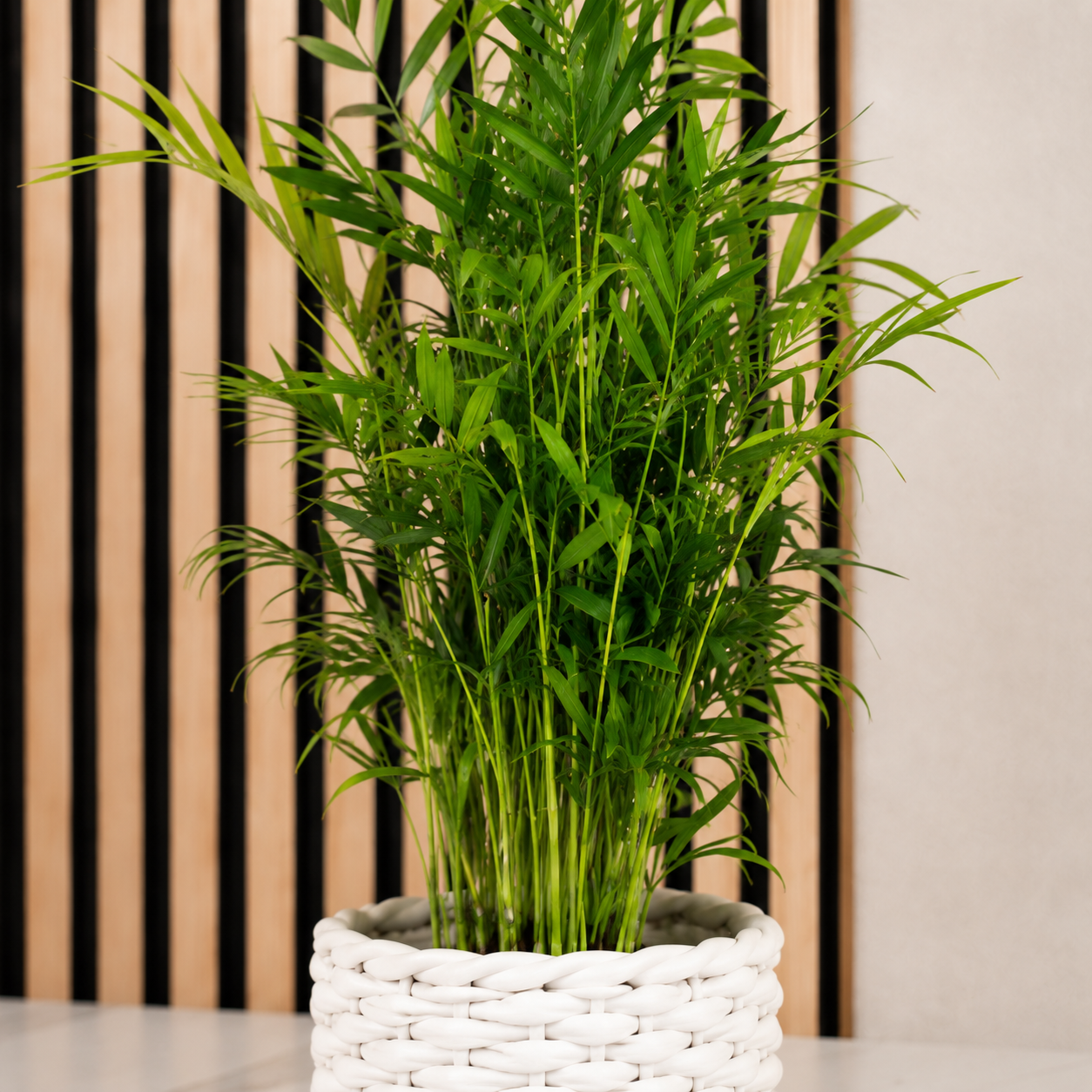 3er-Set Zimmerpflanzen Premium - Bergpalme, Geigenfeige, Bogenhanf - Höhe ca. 40 cm, Topf-Ø 12 cm