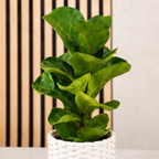 3er-Set Zimmerpflanzen Premium - Bergpalme, Geigenfeige, Bogenhanf - Höhe ca. 40 cm, Topf-Ø 12 cm