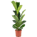 Geigenfeige - Ficus Lyrata - Höhe ca. 100 cm, Topf-Ø 21 cm