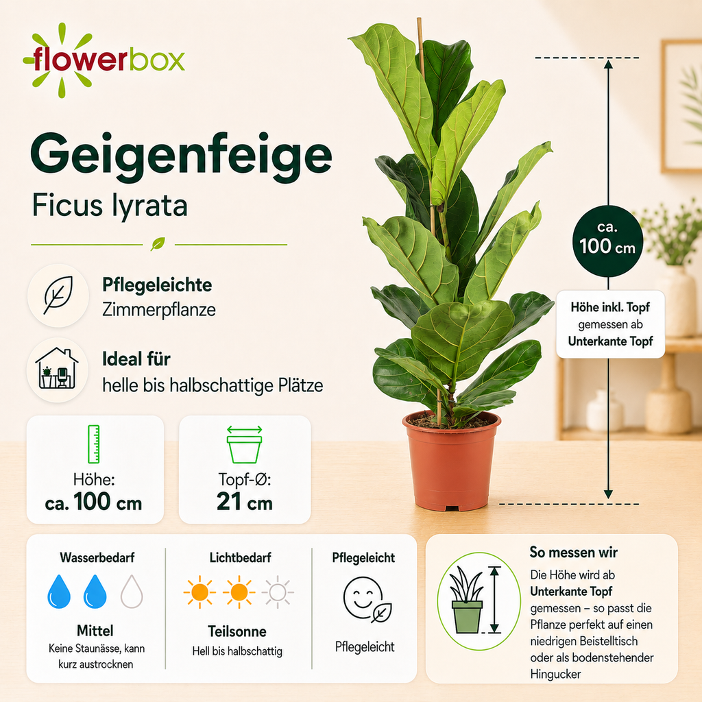 Geigenfeige - Ficus Lyrata - Höhe ca. 100 cm, Topf-Ø 21 cm