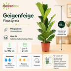 Geigenfeige - Ficus Lyrata - Höhe ca. 100 cm, Topf-Ø 21 cm