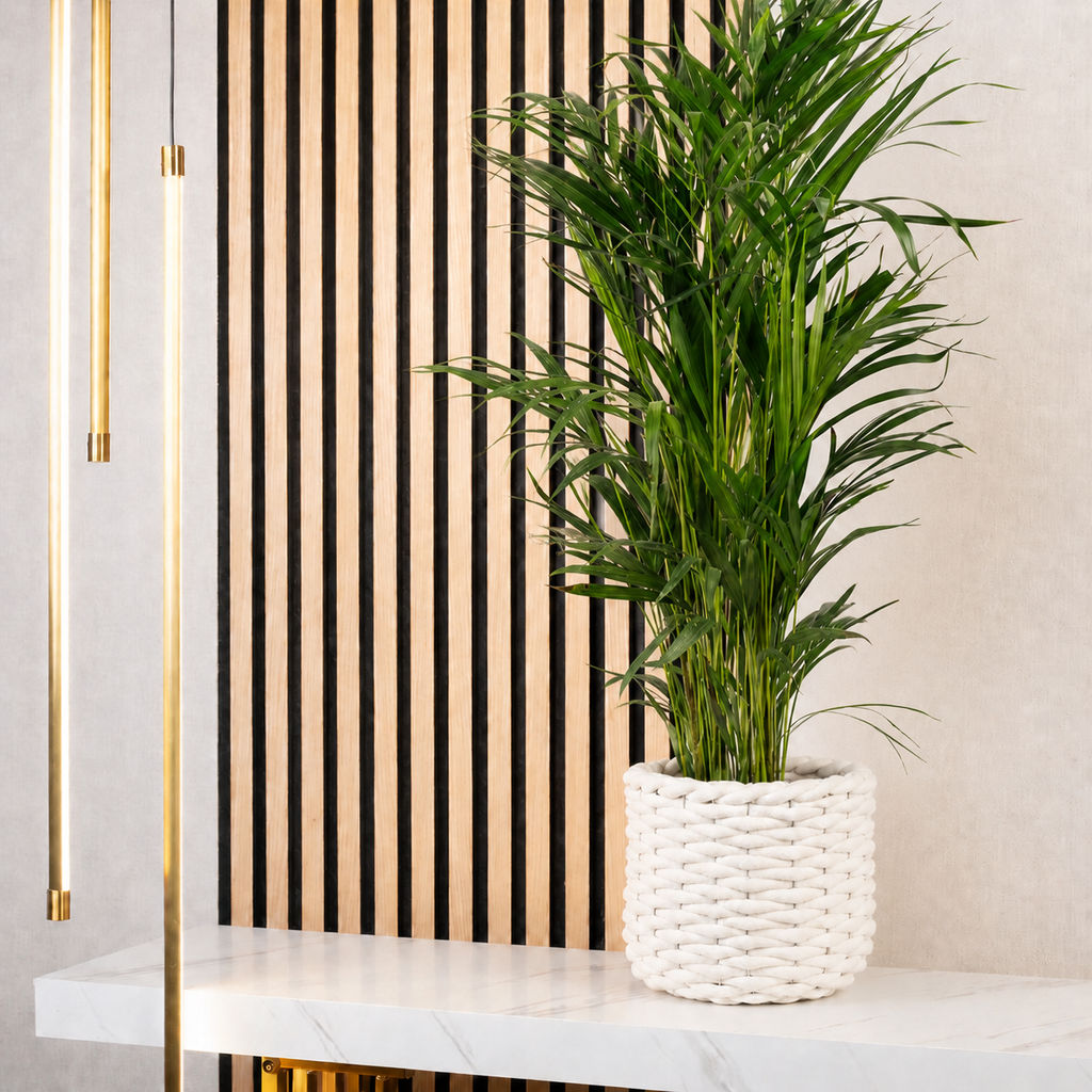 Goldfruchtpalme - Areca Dypsis Lutescens - Höhe ca. 85 cm, Topf-Ø 17 cm