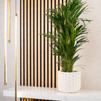 Goldfruchtpalme - Areca Dypsis Lutescens - Höhe ca. 85 cm, Topf-Ø 17 cm