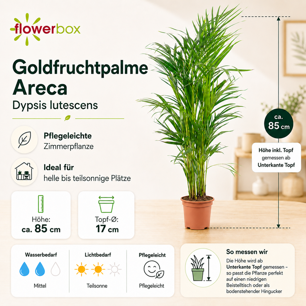 Goldfruchtpalme - Areca Dypsis Lutescens - Höhe ca. 85 cm, Topf-Ø 17 cm