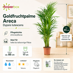Goldfruchtpalme - Areca Dypsis Lutescens - Höhe ca. 85 cm, Topf-Ø 17 cm