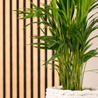 Goldfruchtpalme - Areca Dypsis Lutescens - Höhe ca. 85 cm, Topf-Ø 17 cm